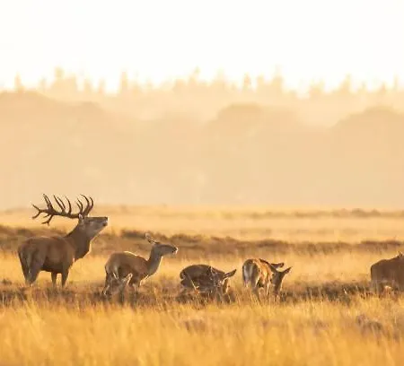 Veluwehuis * Voorthuizen
